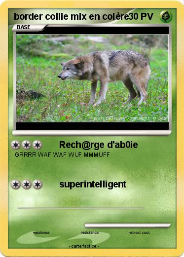 Pokemon border collie mix en colère