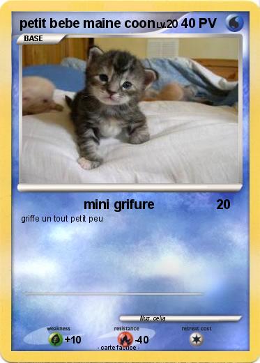 Pokemon petit bebe maine coon