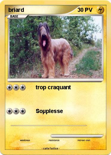 Pokemon briard