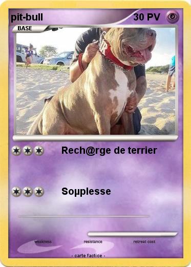 Pokemon pit-bull