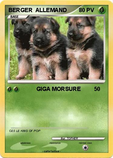 Pokemon BERGER  ALLEMAND