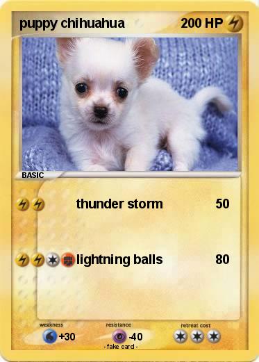 Pokemon puppy chihuahua