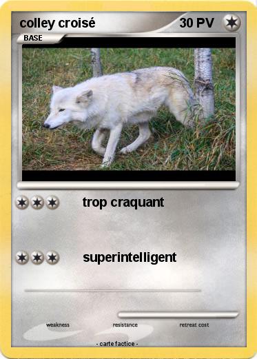 Pokemon colley croisé