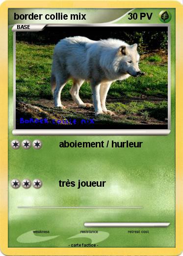 Pokemon border collie mix