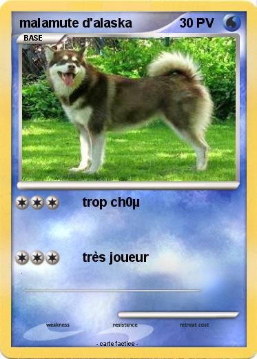 Pokemon malamute d'alaska