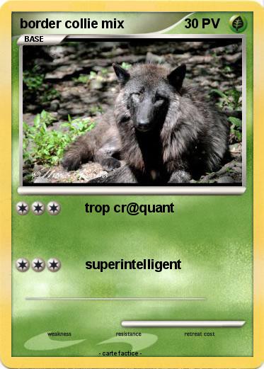 Pokemon border collie mix