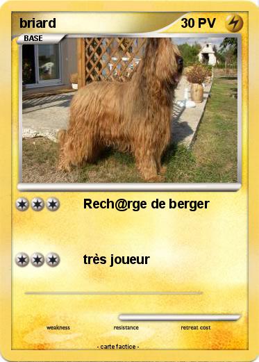 Pokemon briard
