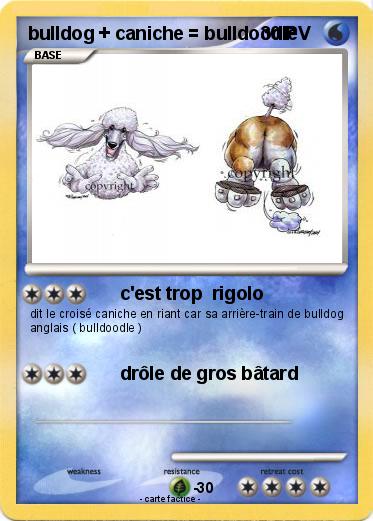 Pokemon bulldog + caniche = bulldoodle
