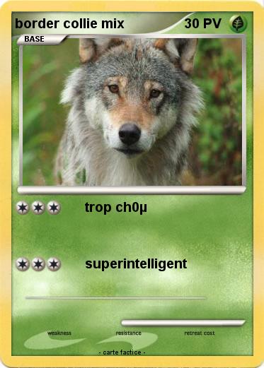 Pokemon border collie mix