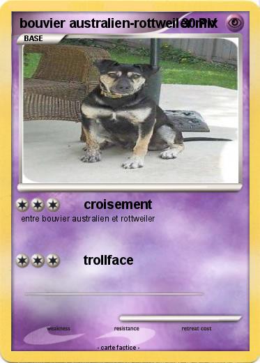 Pokemon bouvier australien-rottweiler mix