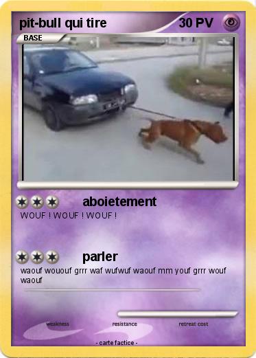 Pokemon pit-bull qui tire