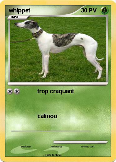 Pokemon whippet