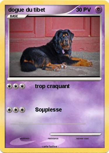 Pokemon dogue du tibet