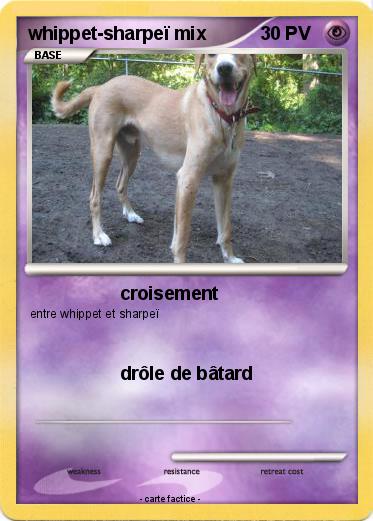 Pokemon whippet-sharpeï mix