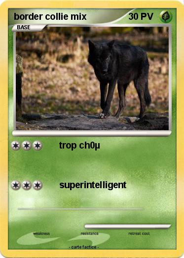 Pokemon border collie mix