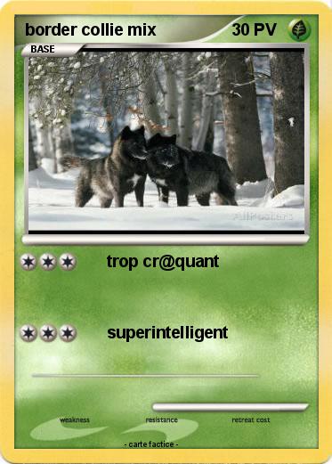 Pokemon border collie mix
