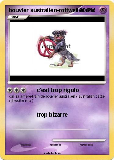 Pokemon bouvier australien-rottweiler mix