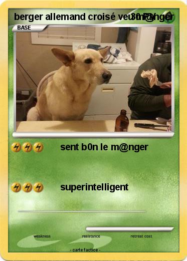 Pokemon berger allemand croisé veu m@nger