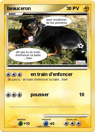 Pokemon beauceron