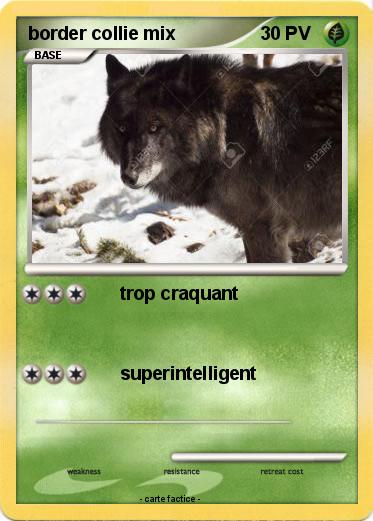 Pokemon border collie mix