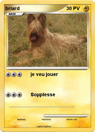 Pokemon briard