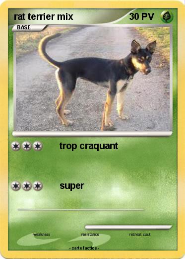 Pokemon rat terrier mix