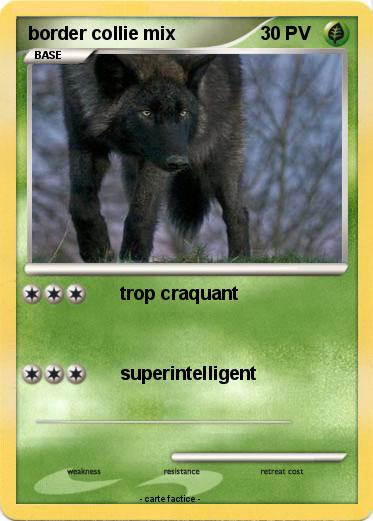 Pokemon border collie mix
