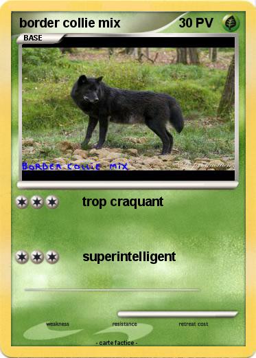 Pokemon border collie mix