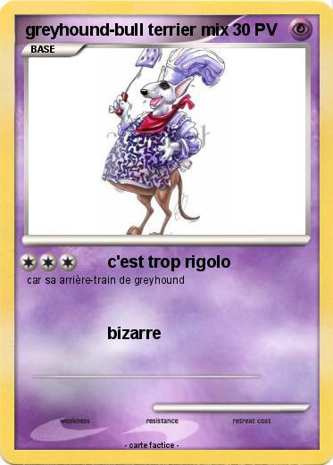 Pokemon greyhound-bull terrier mix