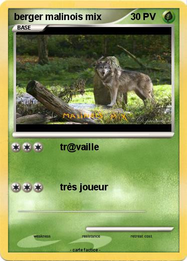 Pokemon berger malinois mix