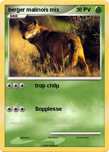 Pokemon berger malinois mix