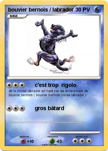 Pokemon bouvier bernois / labrador