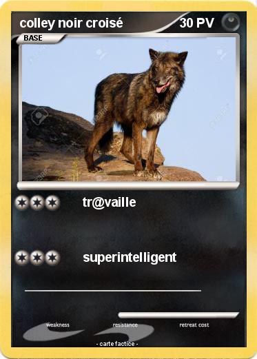 Pokemon colley noir croisé