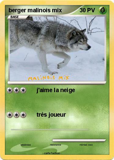 Pokemon berger malinois mix