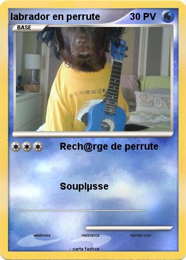 Pokemon labrador en perrute