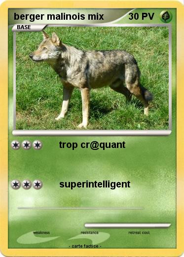 Pokemon berger malinois mix
