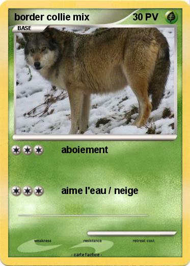 Pokemon border collie mix