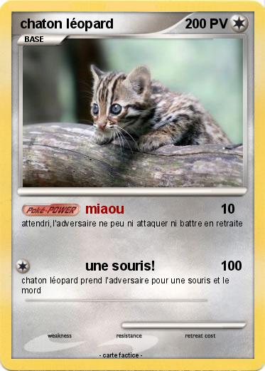 Pokemon chaton léopard