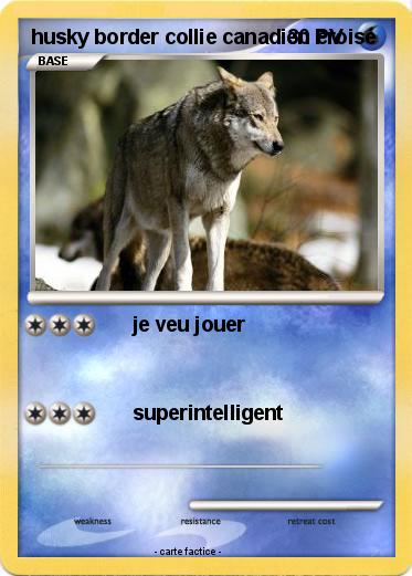 Pokemon husky border collie canadien croisé