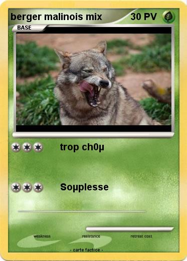 Pokemon berger malinois mix