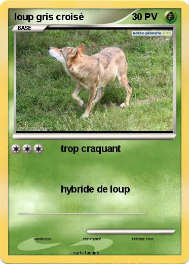 Pokemon loup gris croisé