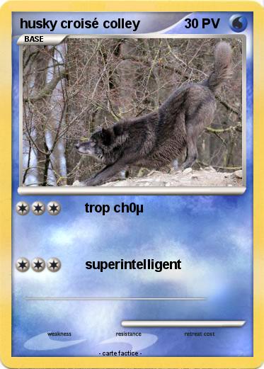 Pokemon husky croisé colley