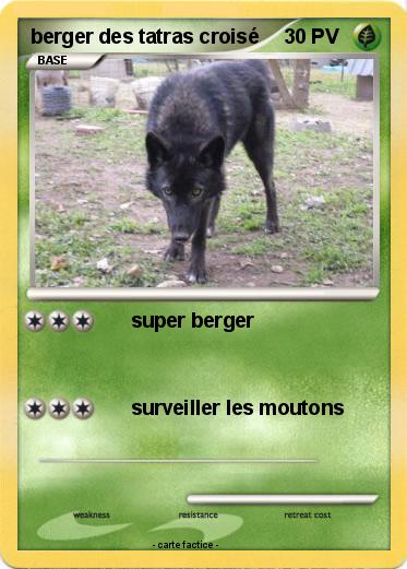 Pokemon berger des tatras croisé