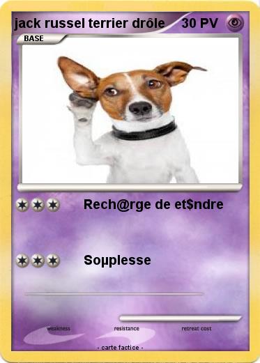 Pokemon jack russel terrier drôle