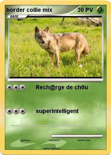 Pokemon border collie mix