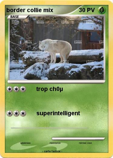 Pokemon border collie mix