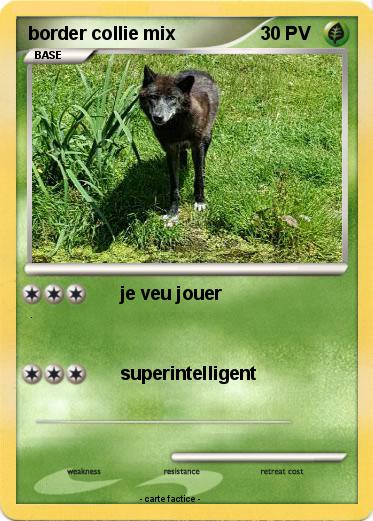 Pokemon border collie mix