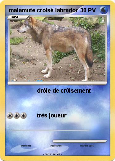Pokemon malamute croisé labrador