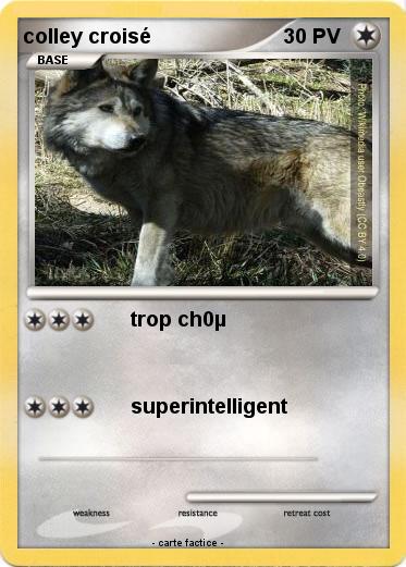 Pokemon colley croisé