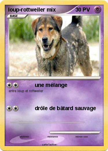 Pokemon loup-rottweiler mix